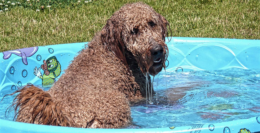 Do Goldendoodles Like To Swim?