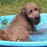 Do Goldendoodles Like To Swim? Plus Ear And Water Safety Tips (2023)