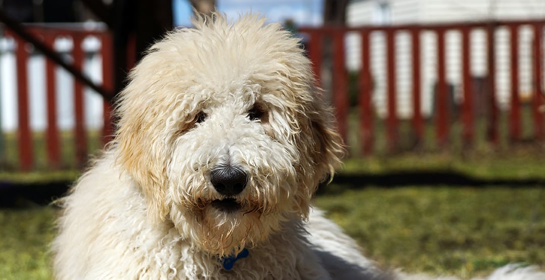 f2 goldendoodle shedding