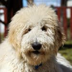 Do Goldendoodles Shed-small