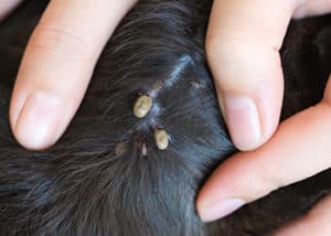 Several ticks attached to black dog.