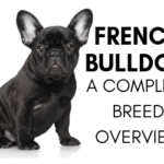 A complete overview of the French Bulldog breed and characteristics