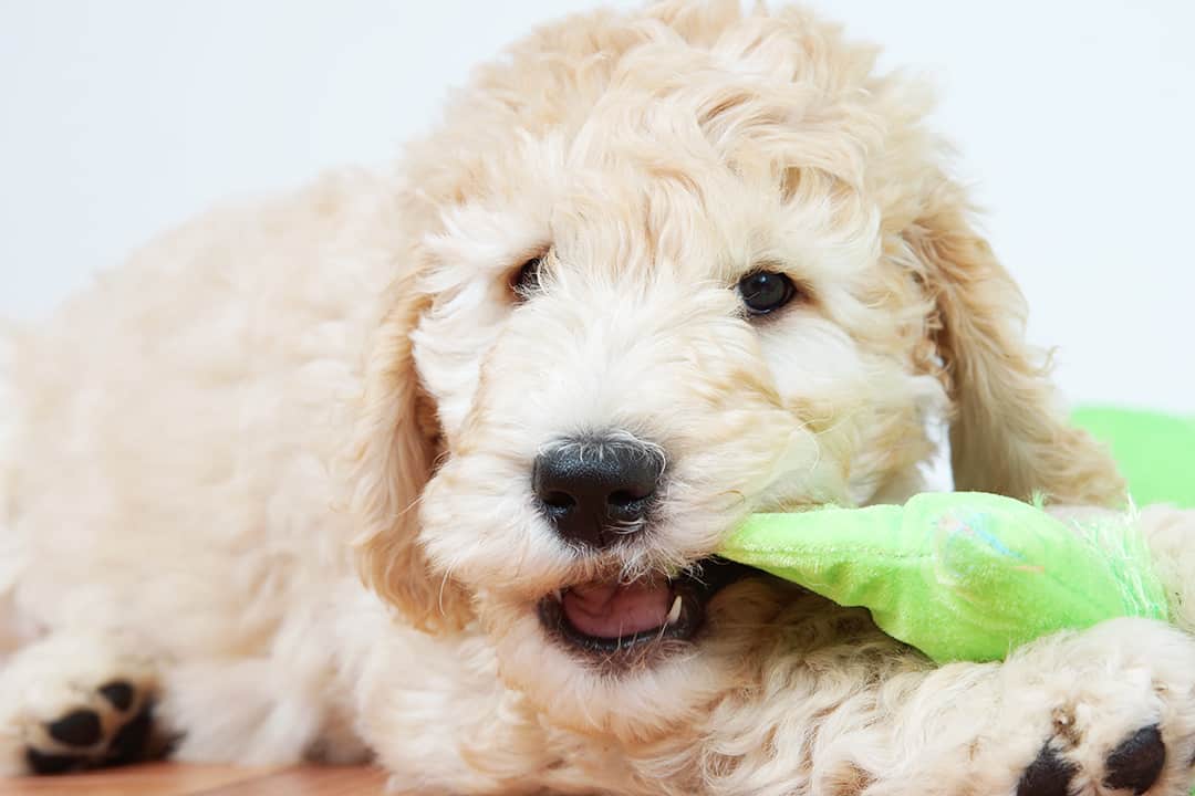 Goldendoodle Happiness Games Activities Mental Stimulation