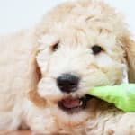 Goldendoodle Happiness Games Activities Mental Stimulation