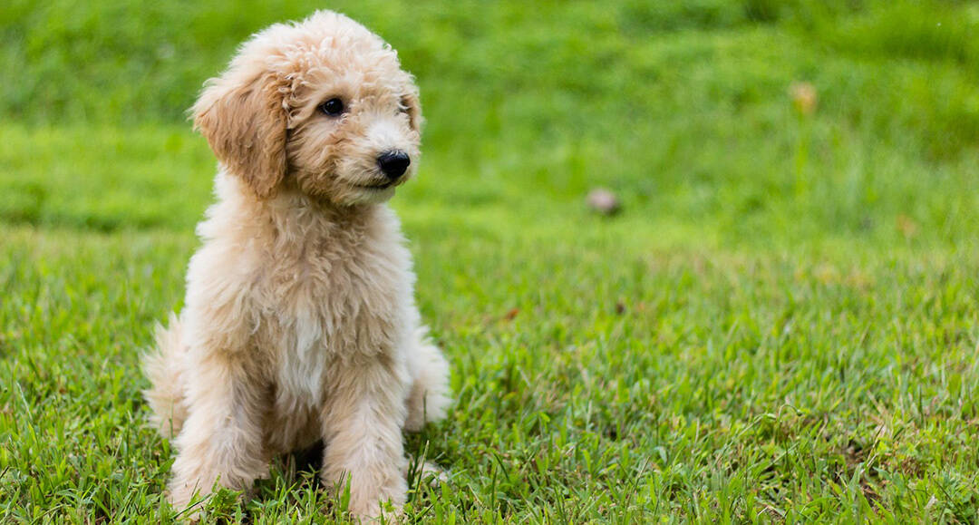 will my goldendoodle puppy stop shedding