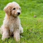 Stop Your Goldendoodle From Jumping