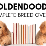 Goldendoodle Breed Overview