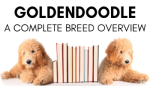 Goldendoodle Breed Overview