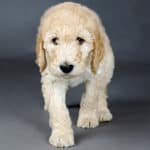 How Big Do Goldendoodles Get? Are There Different Sizes? (2023)