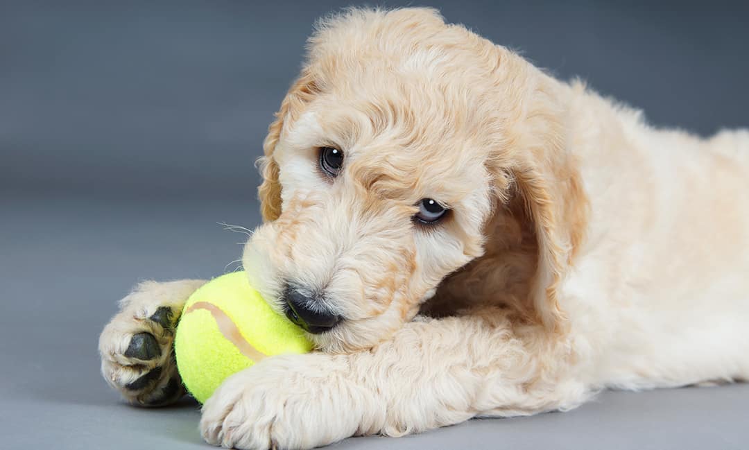 How Do I Get My Goldendoodle Puppy To Stop Biting?