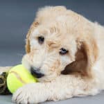 How Do I Get My Goldendoodle Puppy To Stop Biting? Fast Fix! (2023)