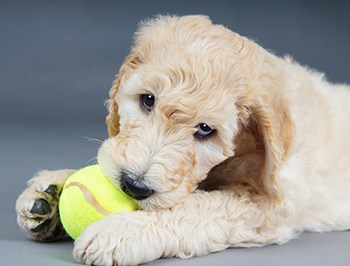 labradoodle aggressive biting