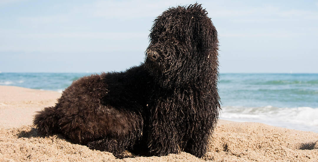 How Do I Stop My Goldendoodle From Digging?