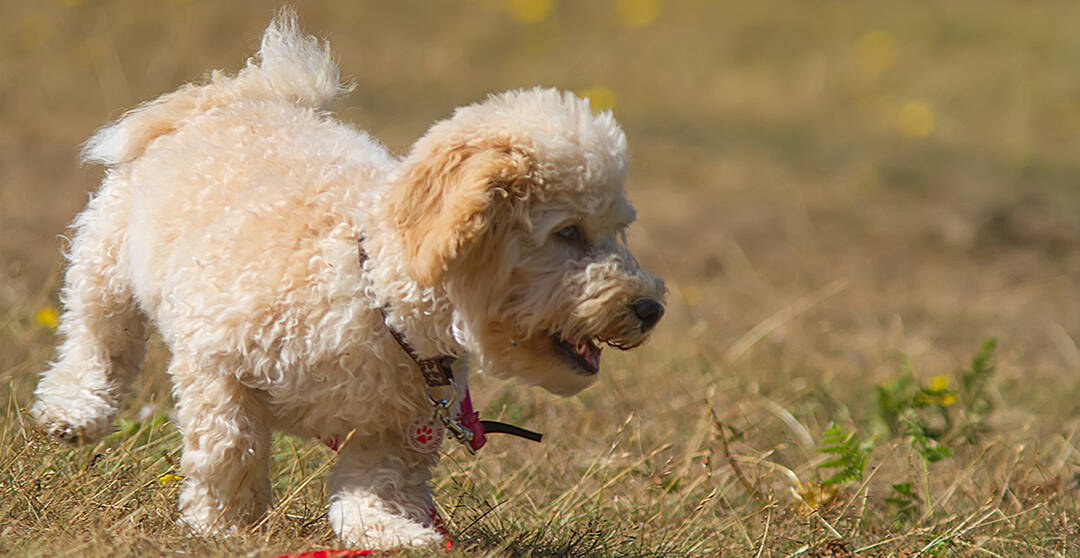 How Much Do Cavapoo Puppies Cost Real Examples Included