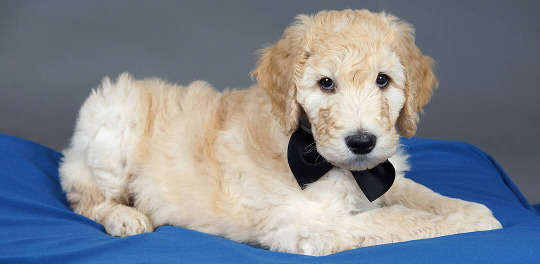 How Much Do Goldendoodle Puppies Cost?