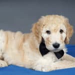 How Much Do Goldendoodle Puppies Cost? Real World Examples (2023)