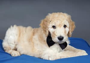 How Much Do Goldendoodle Puppies Cost?