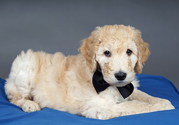 red goldendoodle for sale near me