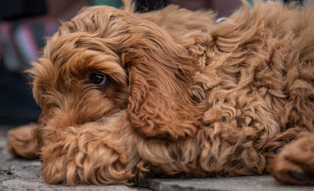 getting a cockapoo puppy