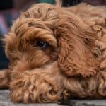 How Much Does A Cockapoo Puppy Cost?