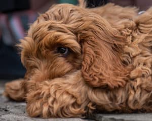 How Much Does A Cockapoo Puppy Cost?