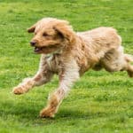 Goldendoodle Daily Exercise Needs, Walks, and What To Expect