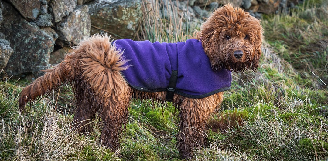 cockapoo big