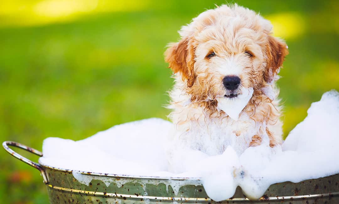 how often do you bathe a goldendoodle puppy