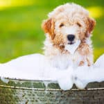 How Often Should I Bathe My Goldendoodle? What About Shampoo?