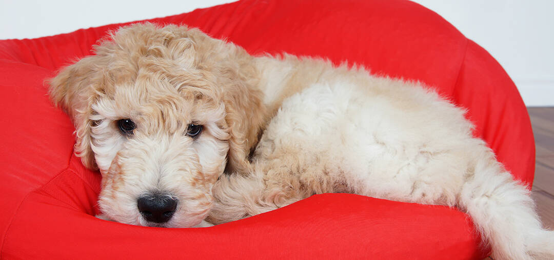 Is A Goldendoodle A Good Family Dog