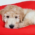 Is A Goldendoodle A Good Family Dog