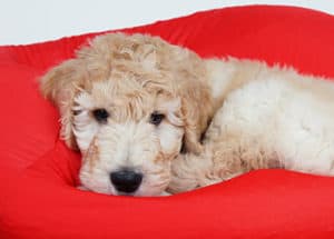Is A Goldendoodle A Good Family Dog