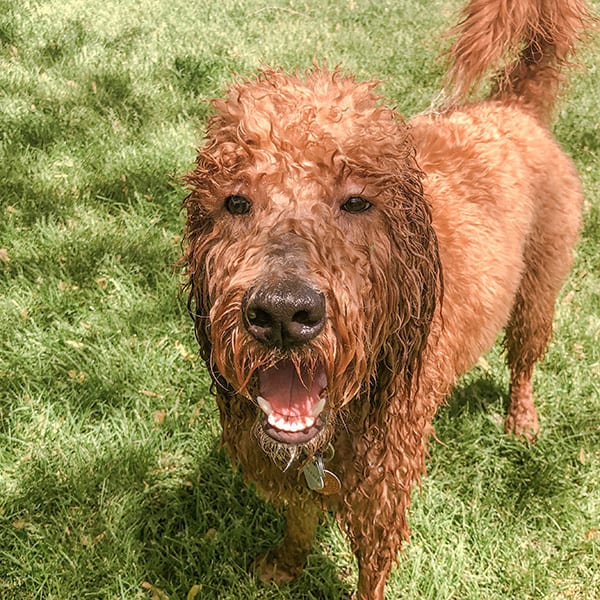 Oliver all wet after running in the sprinkler. He wears a waterproof collar for this reason during the summer.