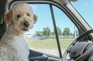 giant golden doodles