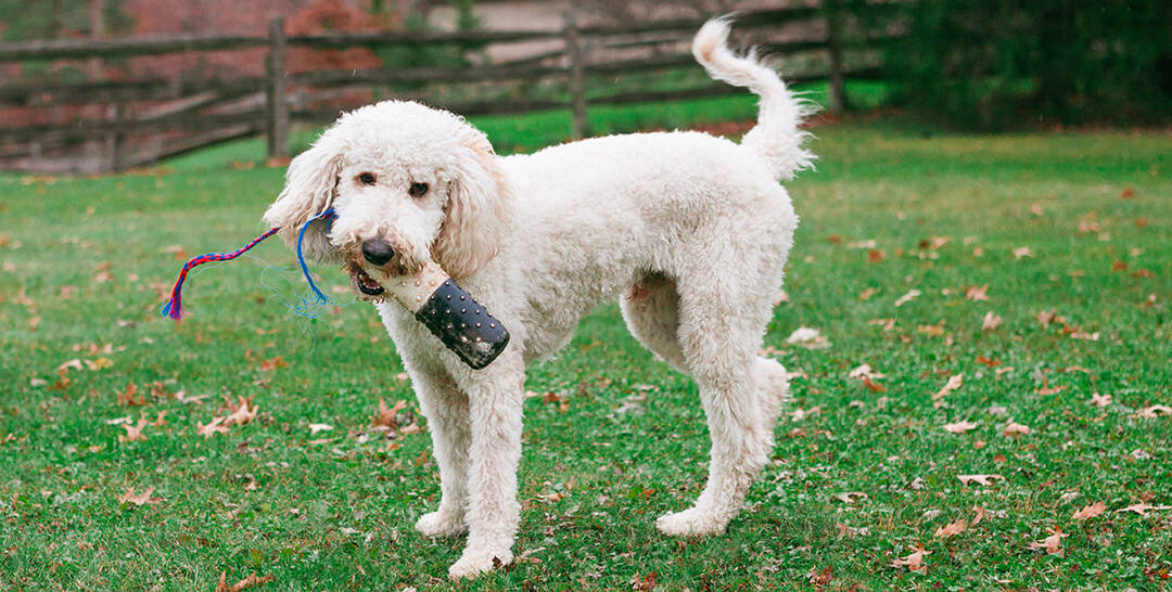 how often do you bathe a goldendoodle puppy