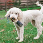 What Are The Pros And Cons Of A Goldendoodle?