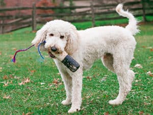 What Are The Pros And Cons Of A Goldendoodle?