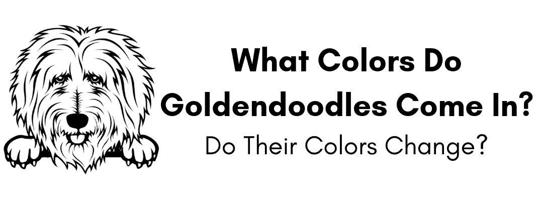 What Colors Do Goldendoodles Come In?