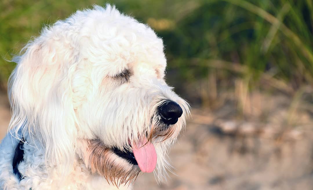 multigenerational goldendoodle