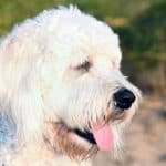 What Is a Multi-Generational Goldendoodle? Are They the Best? (2023)
