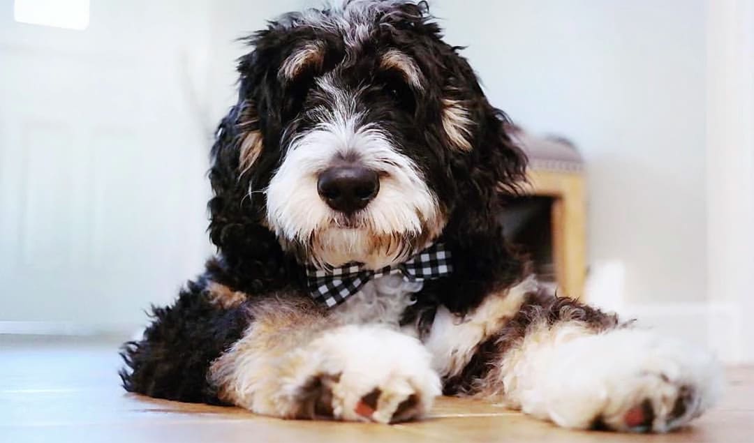 bernedoodle about