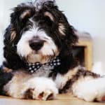 What Is An Australian Bernedoodle? (2023)