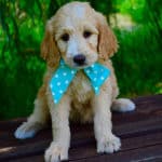 What Should I Name My Goldendoodle? 300+ Names by Size and Color