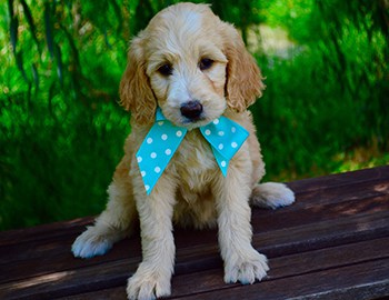 spotted goldendoodle