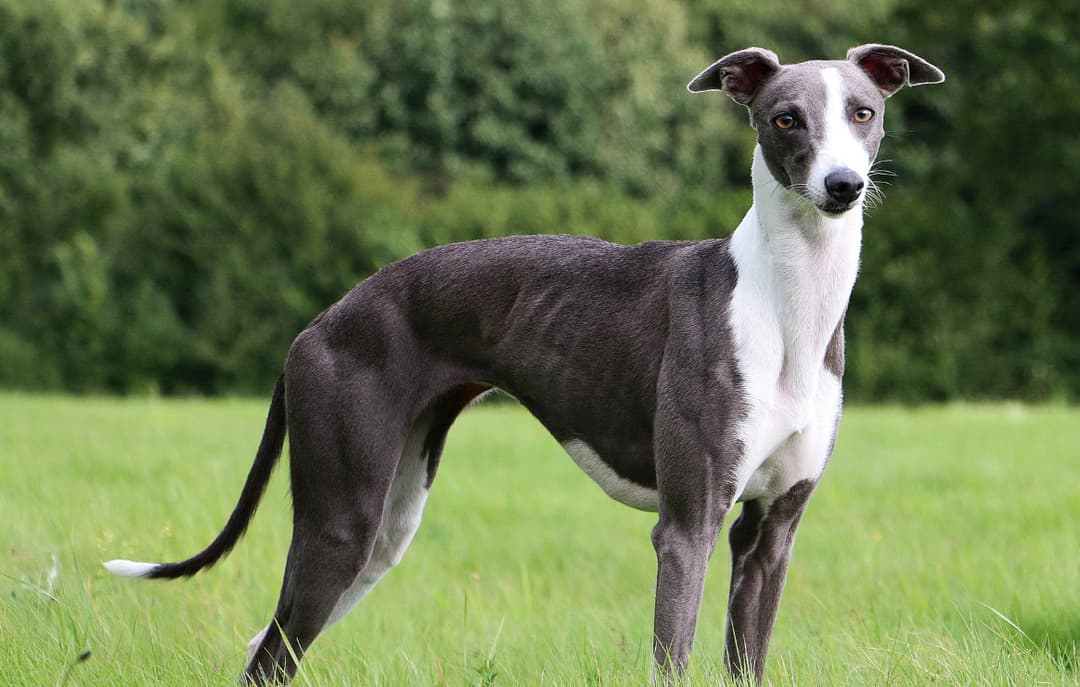 Whippet Breed