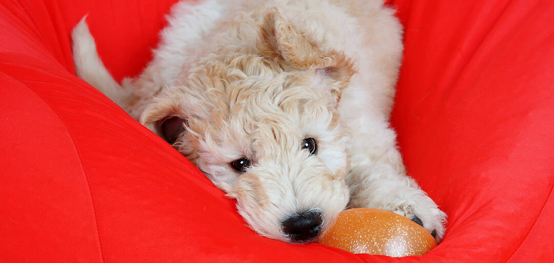 miniature goldendoodle for sale preloved