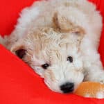 Why Do Goldendoodles Cost So Much?