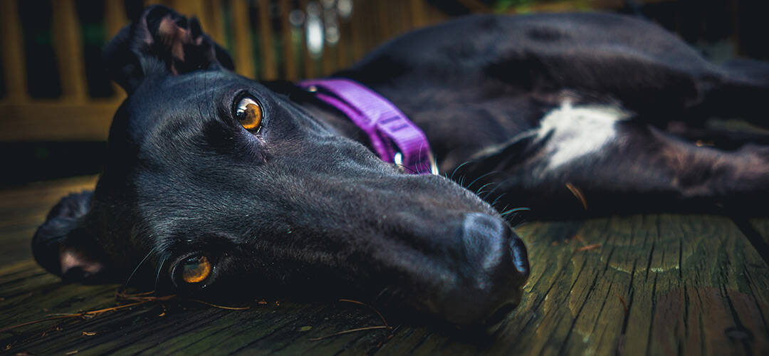 Are Whippets Good Family Dogs?