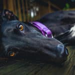 Are Whippets Good Family Dogs? Good With Kids and Pets?