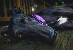 Are Whippets Good Family Dogs?